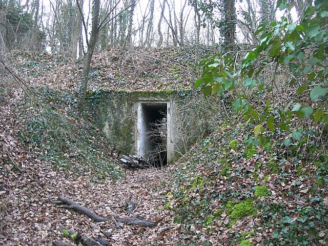 I  Funghi  dopo  l''Uragano